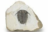 Cyphaspides Pankowskiorum Trilobite - Jorf, Morocco #226026-2